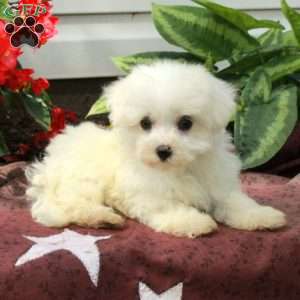 Artie, Maltese Puppy
