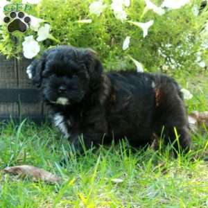 Artie, Shih Tzu Mix Puppy