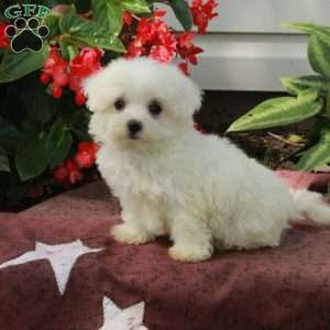 Artie, Maltese Puppy