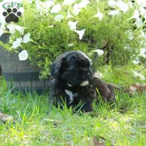 Artie, Shih Tzu Mix Puppy
