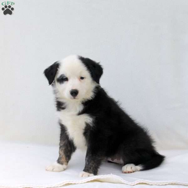 Arya, Australian Shepherd Puppy