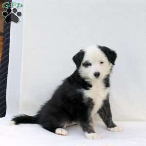 Arya, Australian Shepherd Puppy