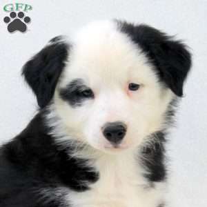 Arya, Australian Shepherd Puppy