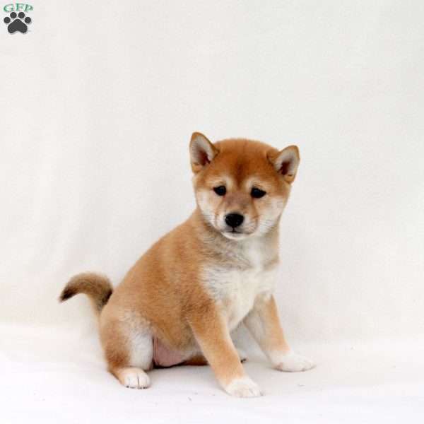 Ash, Shiba Inu Puppy
