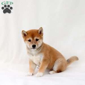 Ash, Shiba Inu Puppy
