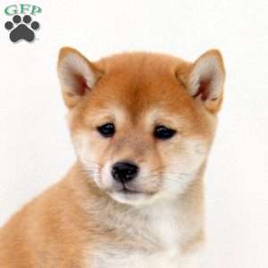 Ash, Shiba Inu Puppy
