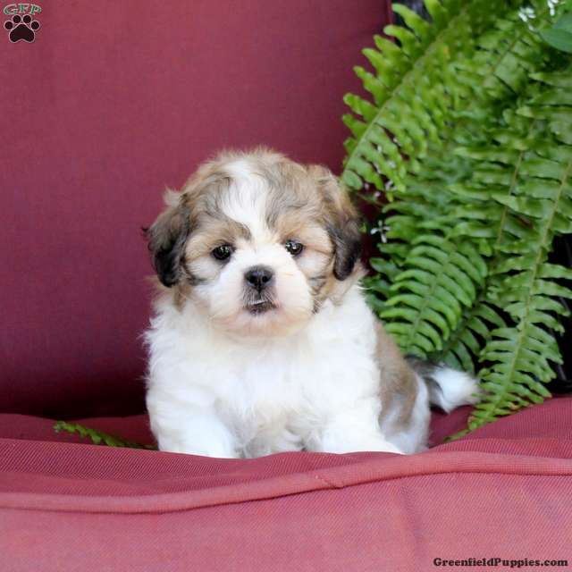 Asher (Shih Tzu, Male) in Manheim, PA
