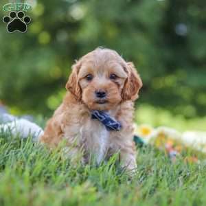 Asher, Yorkie Poo Puppy