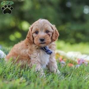 Asher, Yorkie Poo Puppy