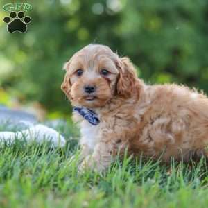 Asher, Yorkie Poo Puppy