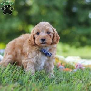 Asher, Yorkie Poo Puppy