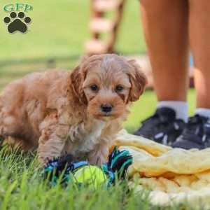 Asher, Yorkie Poo Puppy