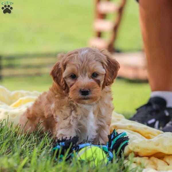 Asher, Yorkie Poo Puppy