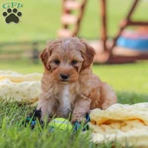 Asher, Yorkie Poo Puppy
