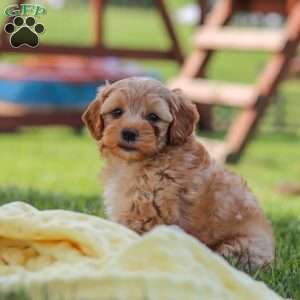 Asher, Yorkie Poo Puppy