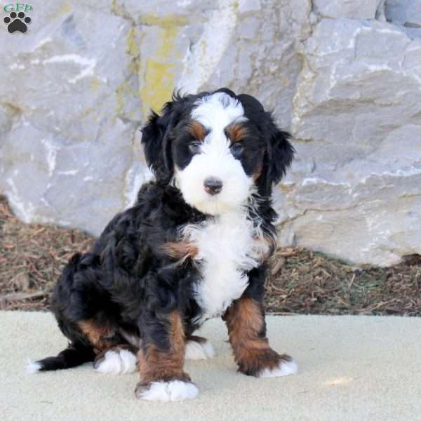 Asher, Mini Bernedoodle Puppy