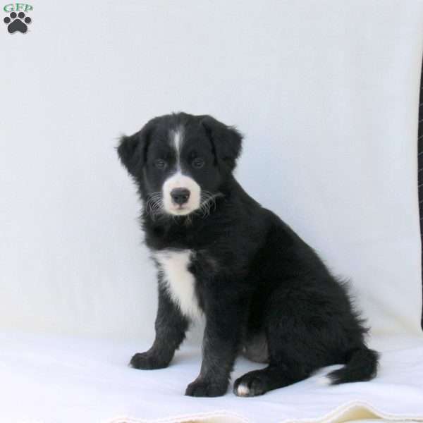 Asher, Australian Shepherd Puppy