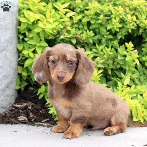 Asher, Dachshund Puppy