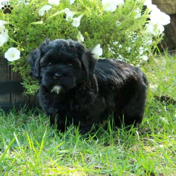 Asher, Shih Tzu Mix Puppy