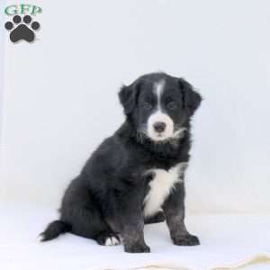Asher, Australian Shepherd Puppy