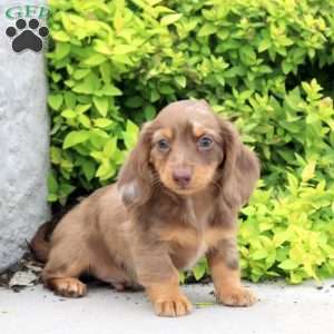Asher, Dachshund Puppy