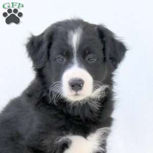 Asher, Australian Shepherd Puppy