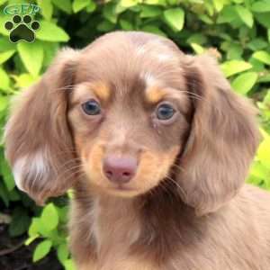 Asher, Dachshund Puppy