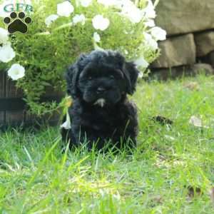 Asher, Shih Tzu Mix Puppy