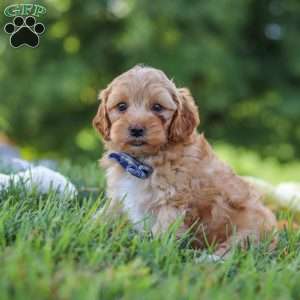 Asher, Yorkie Poo Puppy
