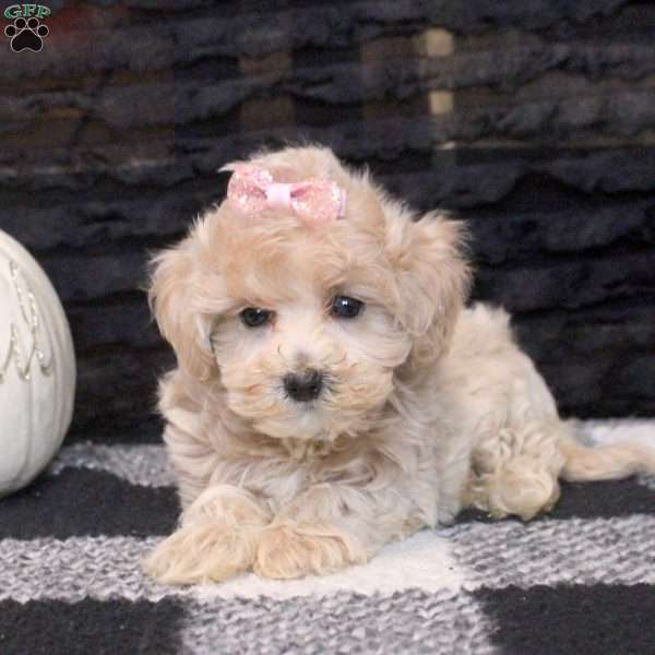 Ashley, Maltipoo Puppy