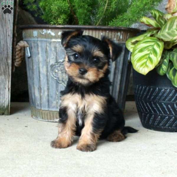Ashley, Yorkie Mix Puppy