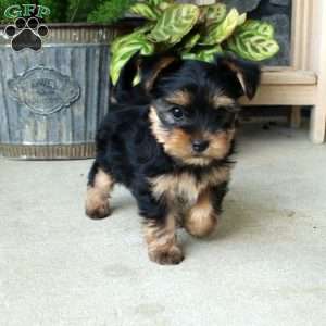 Ashley, Yorkie Mix Puppy