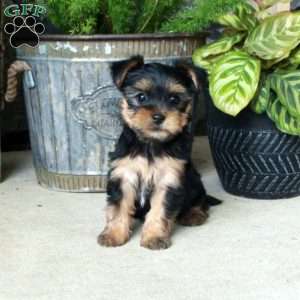 Ashley, Yorkie Mix Puppy