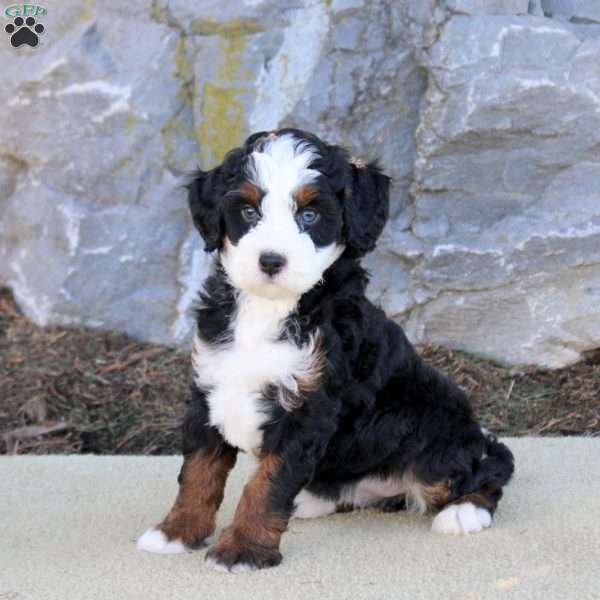 Aspen, Mini Bernedoodle Puppy