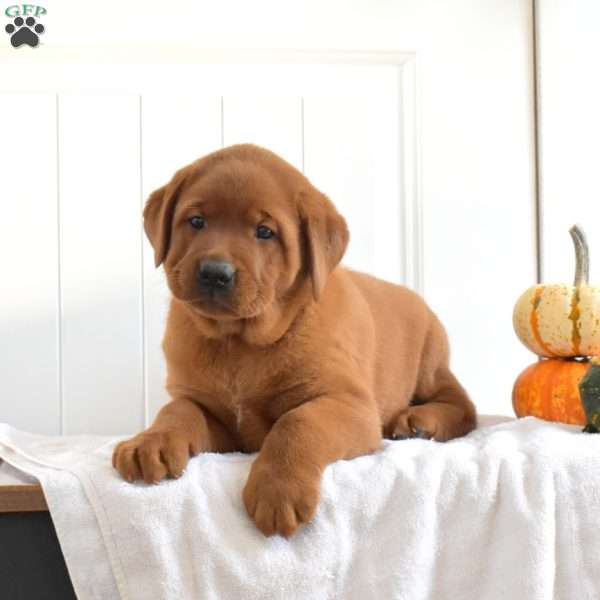 Aspen, Fox Red Labrador Retriever Puppy