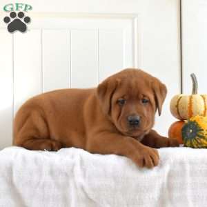 Aspen, Fox Red Labrador Retriever Puppy