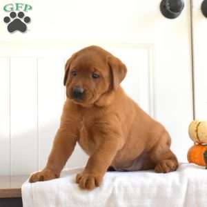 Aspen, Fox Red Labrador Retriever Puppy