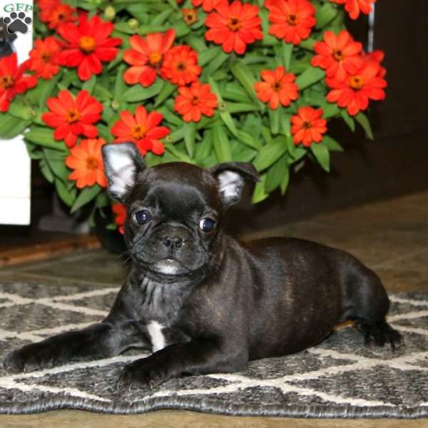 Aspen, Frenchton Puppy