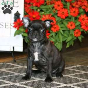 Aspen, Frenchton Puppy