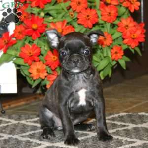 Aspen, Frenchton Puppy