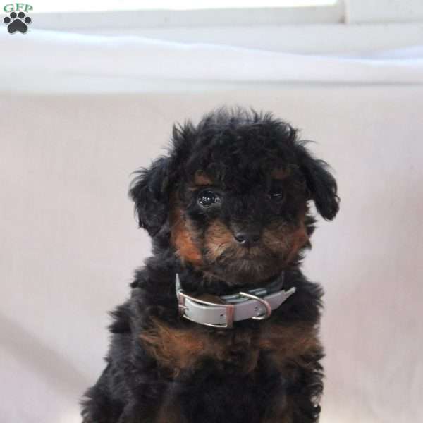 Astrid, Miniature Poodle Puppy