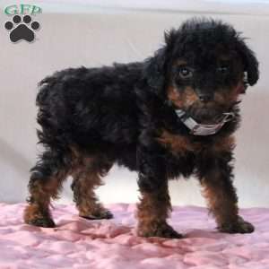 Astrid, Miniature Poodle Puppy