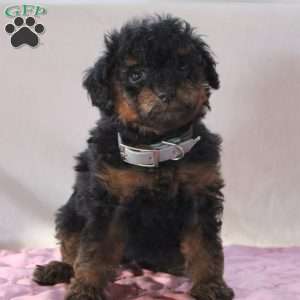 Astrid, Miniature Poodle Puppy