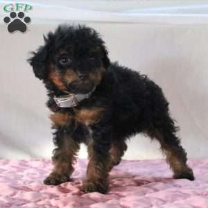 Astrid, Miniature Poodle Puppy