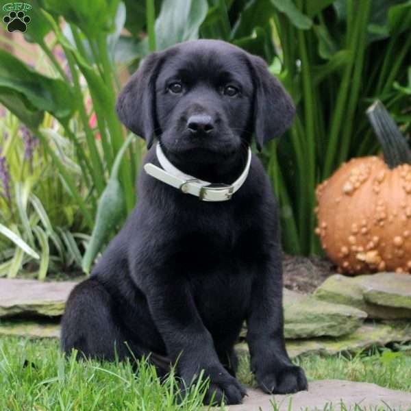 Atlas, Black Labrador Retriever Puppy