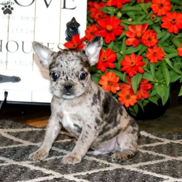 Atlas, Frenchton Puppy