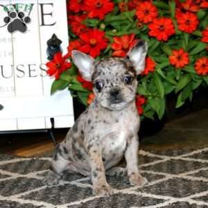 Atlas, Frenchton Puppy
