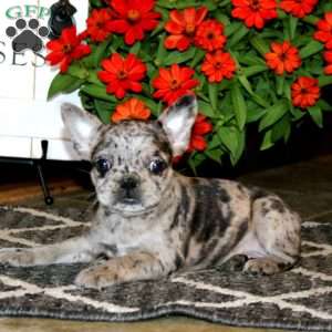 Atlas, Frenchton Puppy