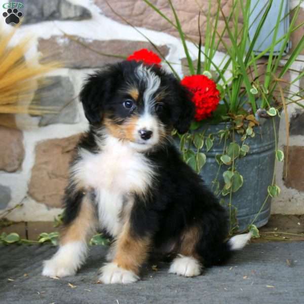 Audrey, Mini Bernedoodle Puppy