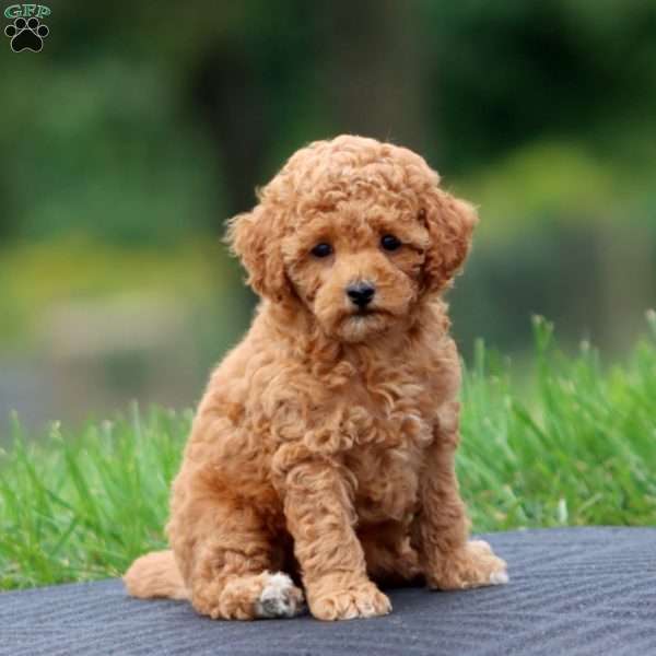 Audrey, Toy Poodle Puppy